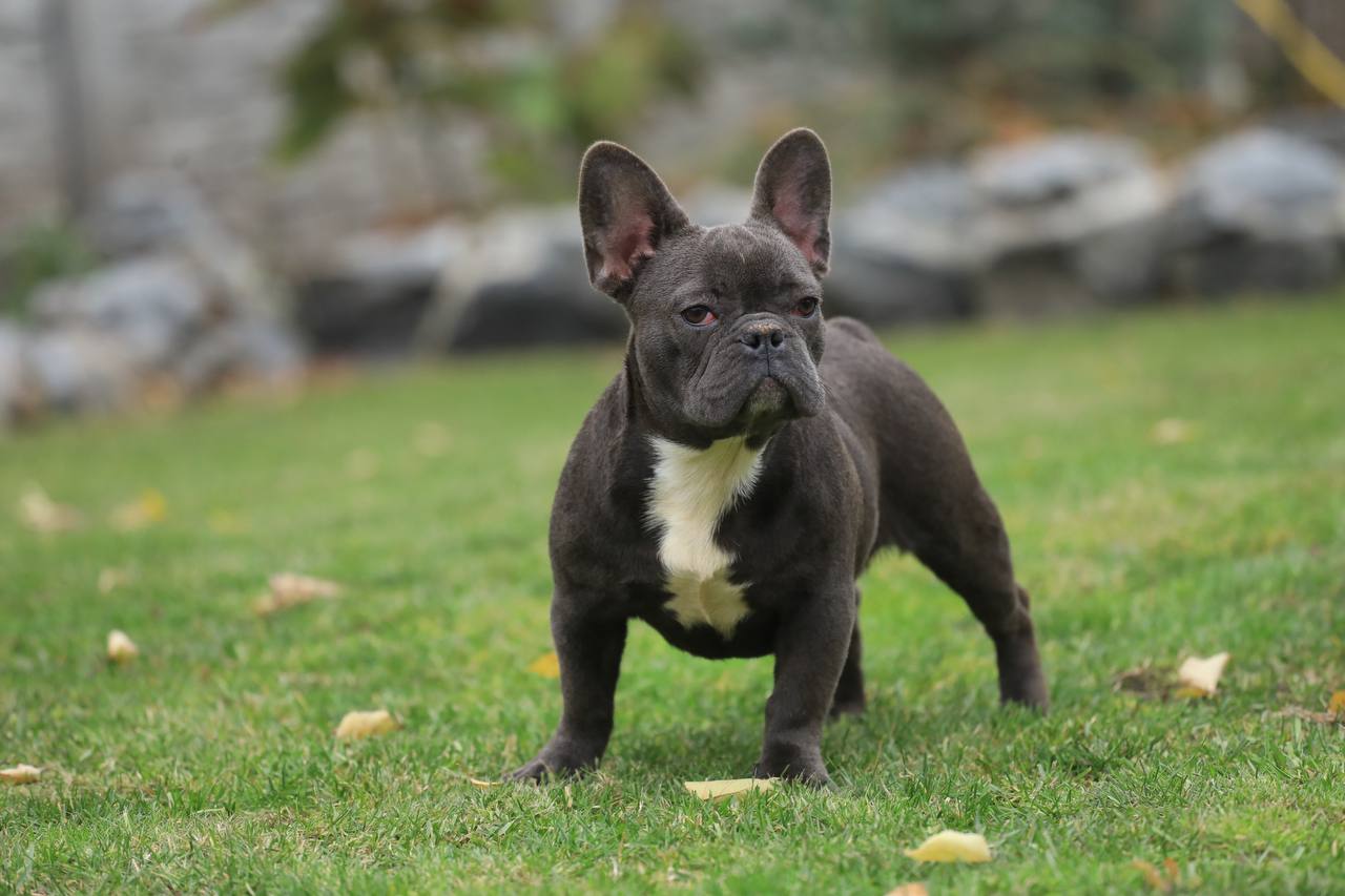 French Bulldog - Champagne Diamond