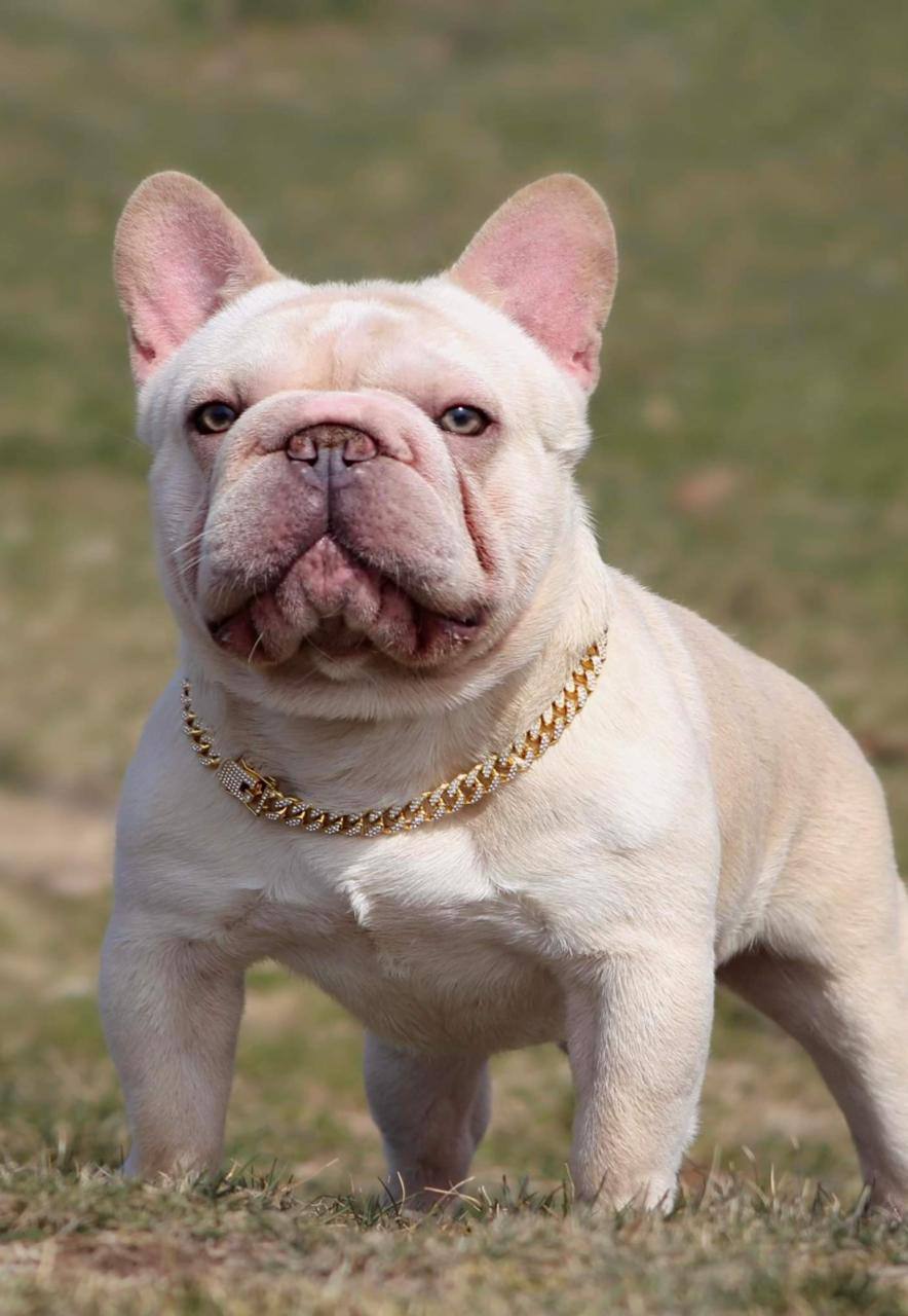 French Bulldog - Male big rope - Champagne Diamond